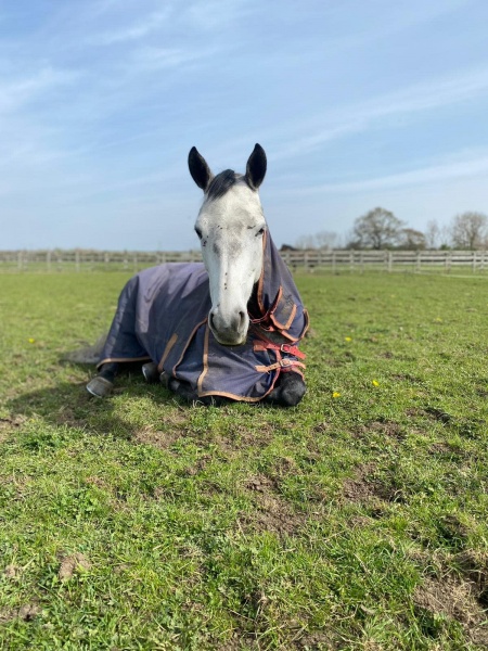 Godington Ulrike in field