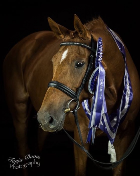 PM Holme Grove Inger - Supreme Champion 2016 by Tanja Davis