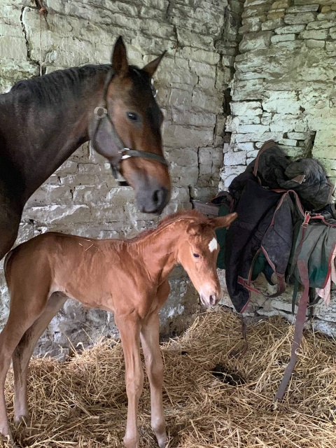 Viento as foal with Vita