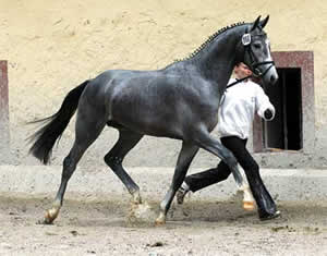 The 2013 elke stallion kam.sk Forums