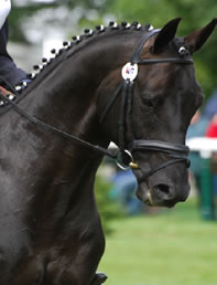 horatio