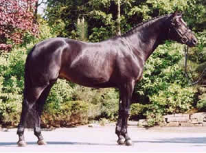 Titeheld